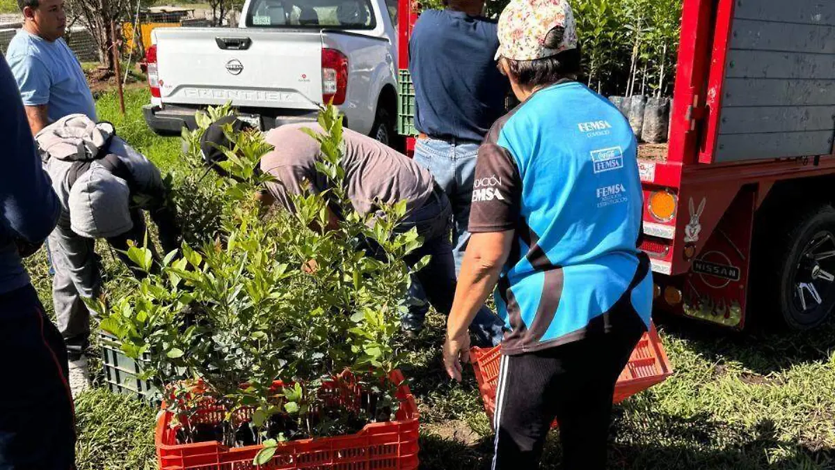 reforestacion nogales (1)